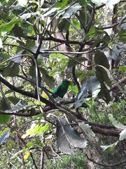 Cyanoramphus malherbi