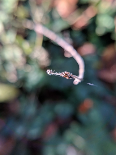 lesklička hájová (Anthocoris nemorum)