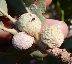 Disholcaspis pruniformis