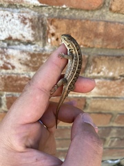 Sceloporus subniger
