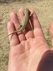 Sceloporus subniger