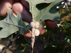 Disholcaspis pruniformis