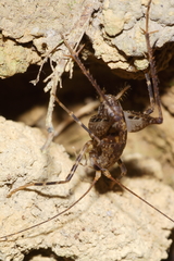 Pleioplectron hudsoni