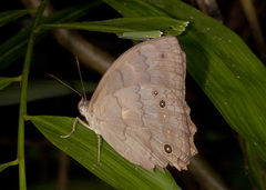 Pseudodebis valentina