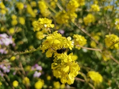 Alloscirtetica