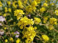Alloscirtetica