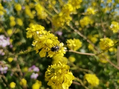 Alloscirtetica