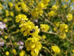 Alloscirtetica