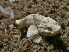 Scorpaenopsis macrochir