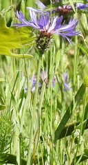 Centaurea graminifolia