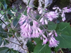 Peteravenia malvifolia