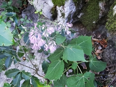 Peteravenia malvifolia