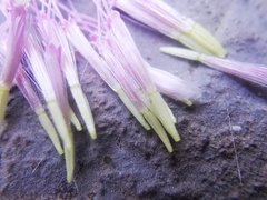 Peteravenia malvifolia