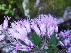 Peteravenia malvifolia