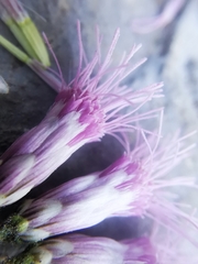 Peteravenia malvifolia