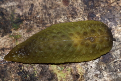 Athoracophorus papillatus