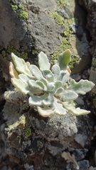 Matthiola odoratissima