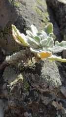 Matthiola odoratissima