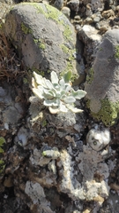 Matthiola odoratissima