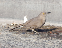 Toxostoma curvirostre