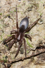 Hypodrassodes maoricus