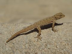 Pristurus