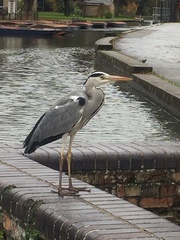 Ardea cinerea