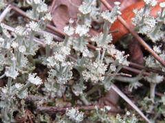 Cladonia rappii