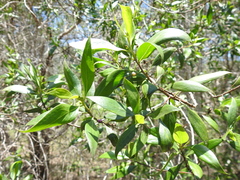 Myoporum boninense
