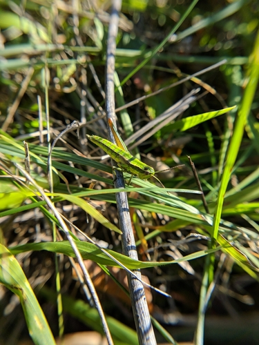 Mali zlatni skakavac (Euthystira brachyptera)