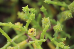Tecticornia triandra
