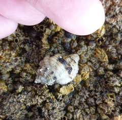 Paciocinebrina circumtexta