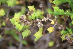 Tecticornia triandra