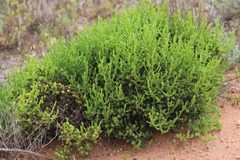Tecticornia triandra