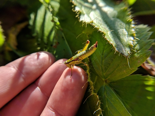 Crnozadi crvenokrili listoplaz (Odontopodisma schmidtii)