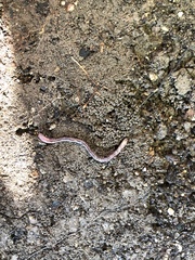 Lumbricus terrestris