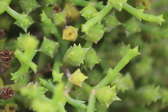 Tecticornia triandra