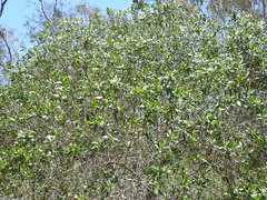 Myoporum boninense