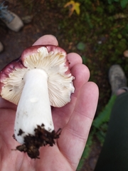 Russula queletii