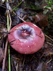 Russula queletii
