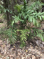 Ptychosperma macarthurii