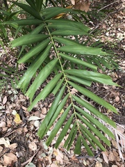 Ptychosperma macarthurii