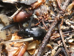 Pterostichus morio