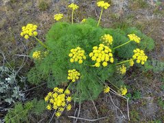 Lomatium klickitatense
