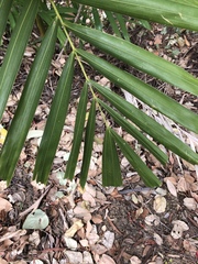 Ptychosperma macarthurii