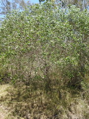 Myoporum boninense
