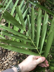 Ptychosperma macarthurii