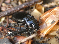 Pterostichus morio