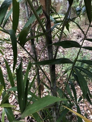 Ptychosperma macarthurii