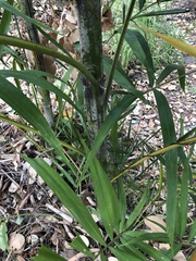 Ptychosperma macarthurii